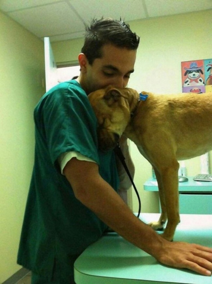 What is this big dog trying to communicate to the vet?