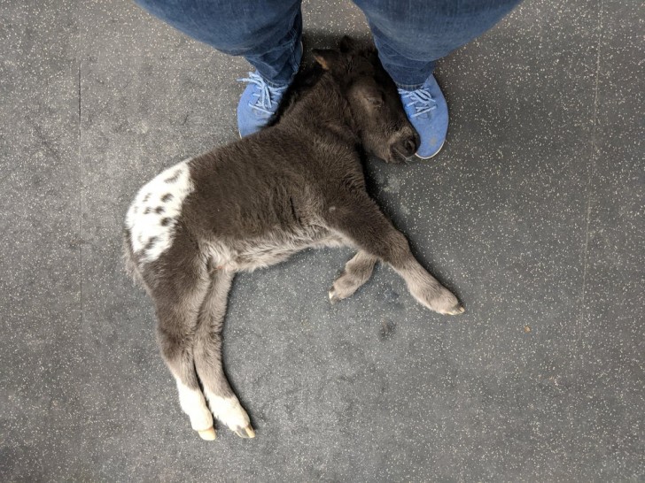 Deze kom je niet vaak tegen in een dierenkliniek, maar nu toch...