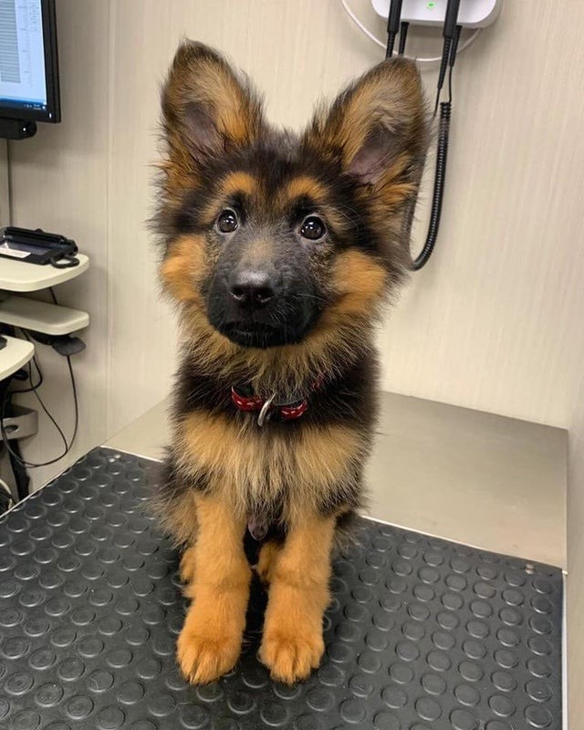 Was für große Ohren du hast!