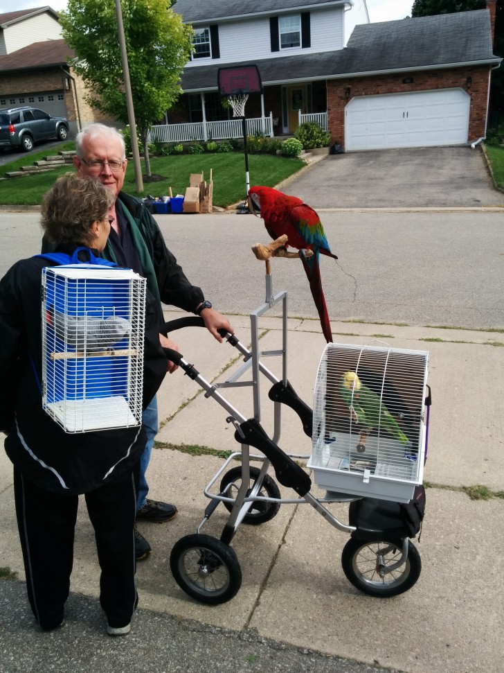 10. Les voisins sont des personnes attentives et aimantes : ils emmènent leurs perroquets en promenade.