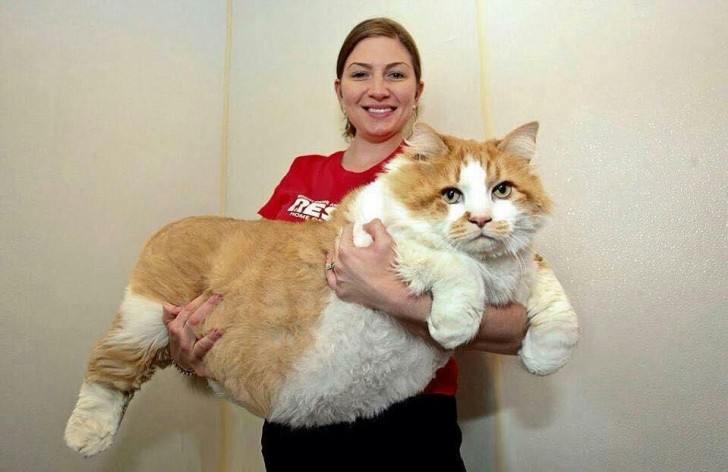 Abuela, ¡qué gato grande que tienes!