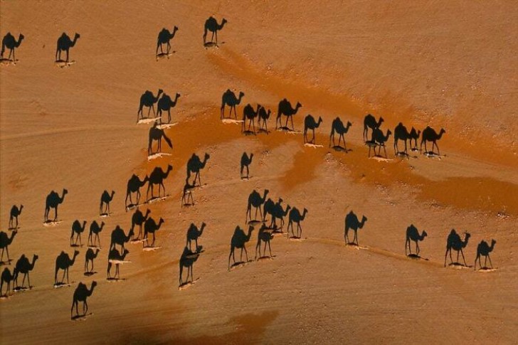 1. Quelli che sembrano cammelli sono, in realtà, solo le ombre dei cammelli.