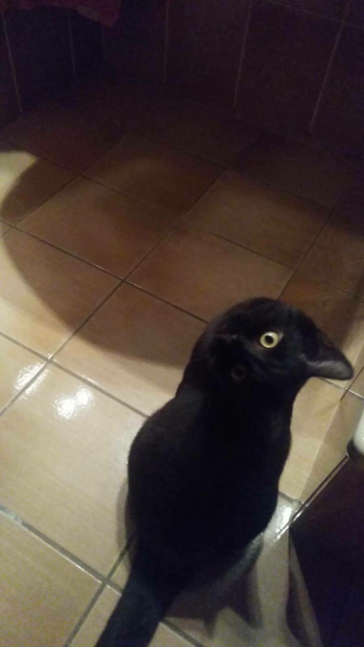 9. Sembra un uccello nero, non un gatto.