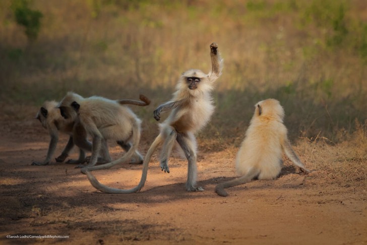 3. La danse des singes