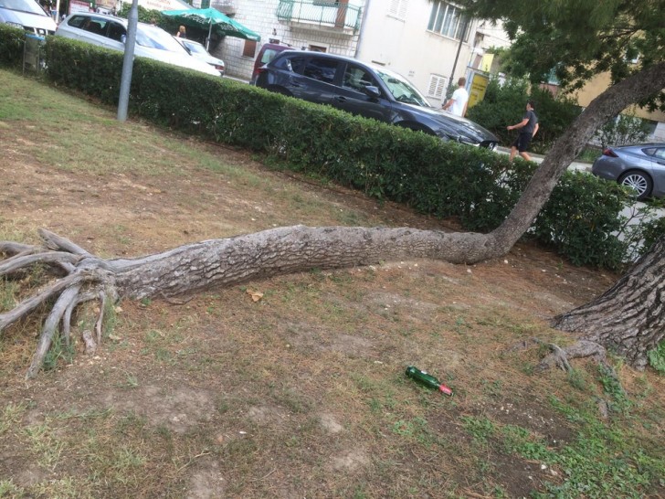 13. Dieser Baum fiel, wuchs aber wieder nach.