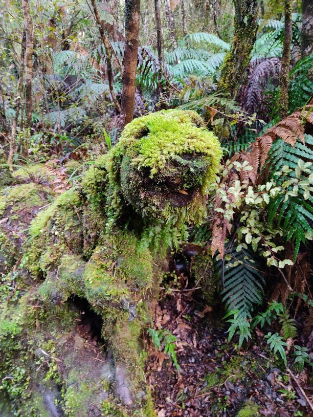 14. Een rots bedekt met vegetatie die lijkt op een babydier of een knuffel.
