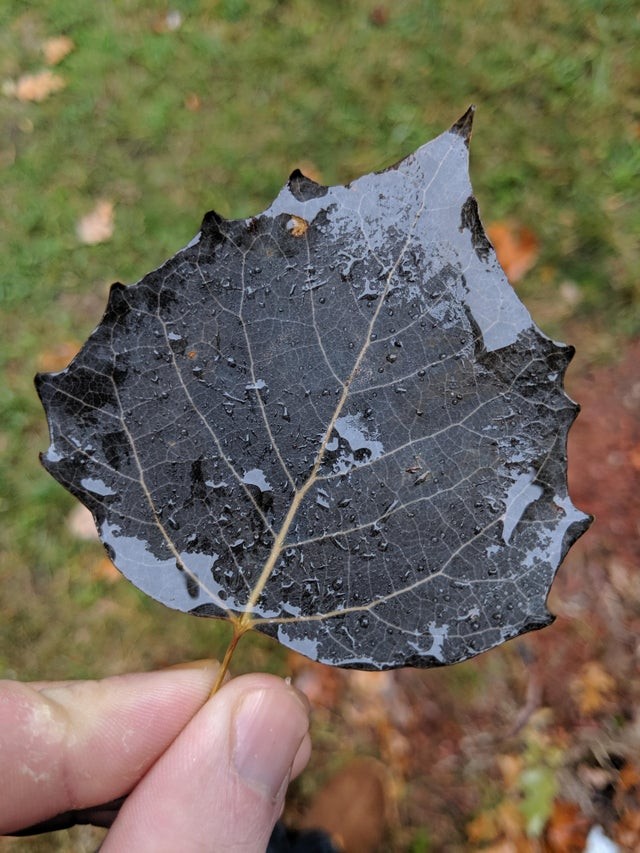 7. Inmitten von grünen Blättern fand eine Person dieses graue Blatt.
