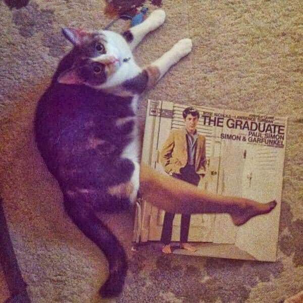 12. La gamba del gatto su una rivista? Ad un primo sguardo sembrerebbe di sì.