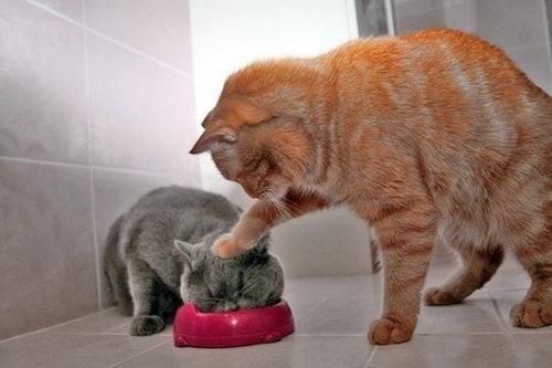 15. L'esatto momento in cui il gatto punisce il suo compagno.
