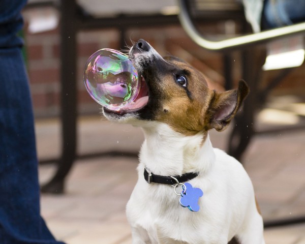 7. Ein Foto, das den kleinen Hund kurz vor dem Zerplatzen der Seifenblase festhält.