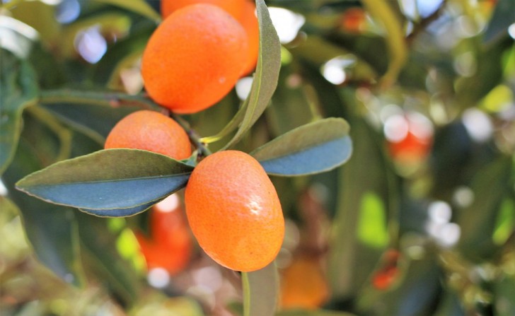 Mandarino cinese o Kimquat (Citrus japonica)