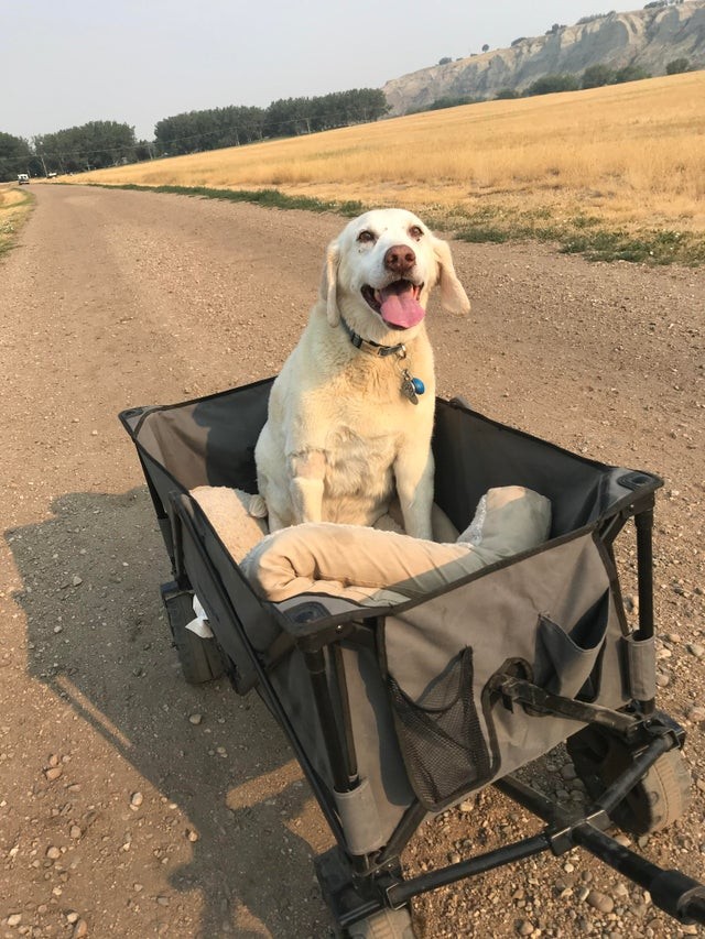 Onze hond is al 13 jaar en dus oud...