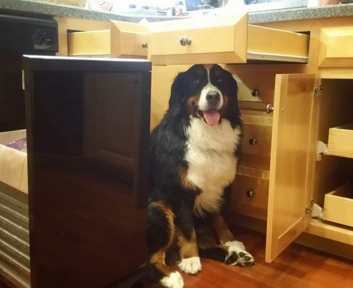 My dog is so scared of thunder and lightning that I built a fort for him!