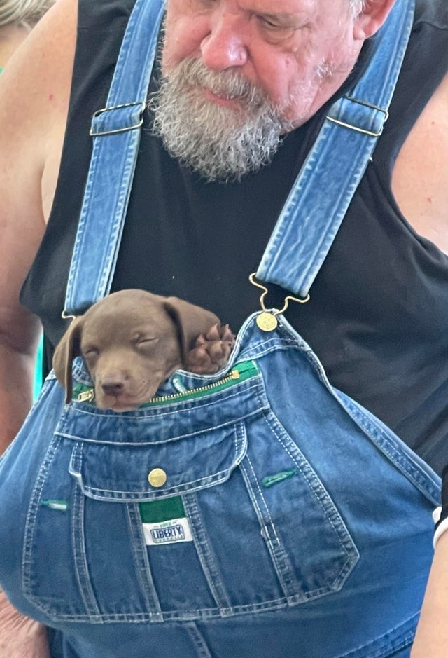 Il ne voulait absolument pas laisser son petit chien dans la voiture brûlante...