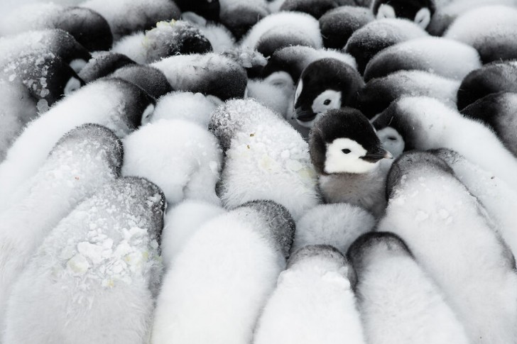 11. Stefan Christmann e i suoi pinguini
