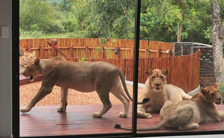 Je savais que vivre en Afrique du Sud ne serait pas facile...