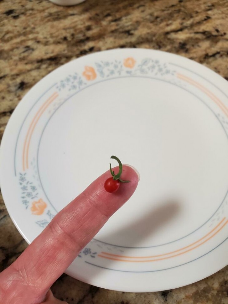 Eran meses y meses que intentaba hacer crecer los tomates en casa...