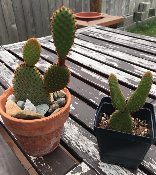 9. Est-ce que le cactus de gauche essaie de frapper celui de droite ?