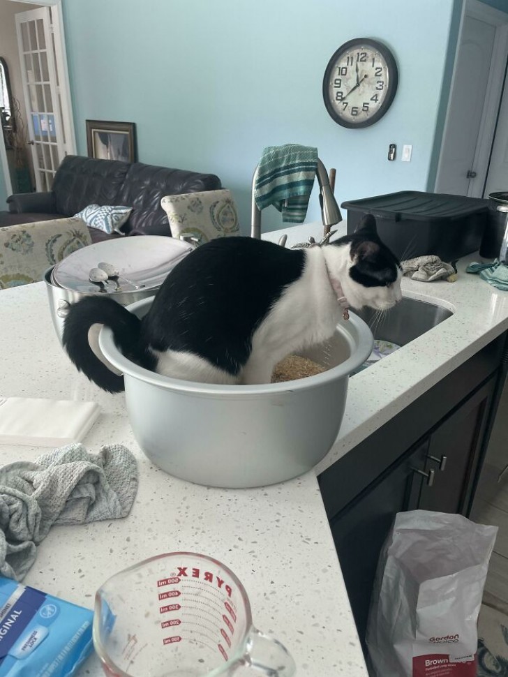 He thinks it's a litter tray, and in fact...