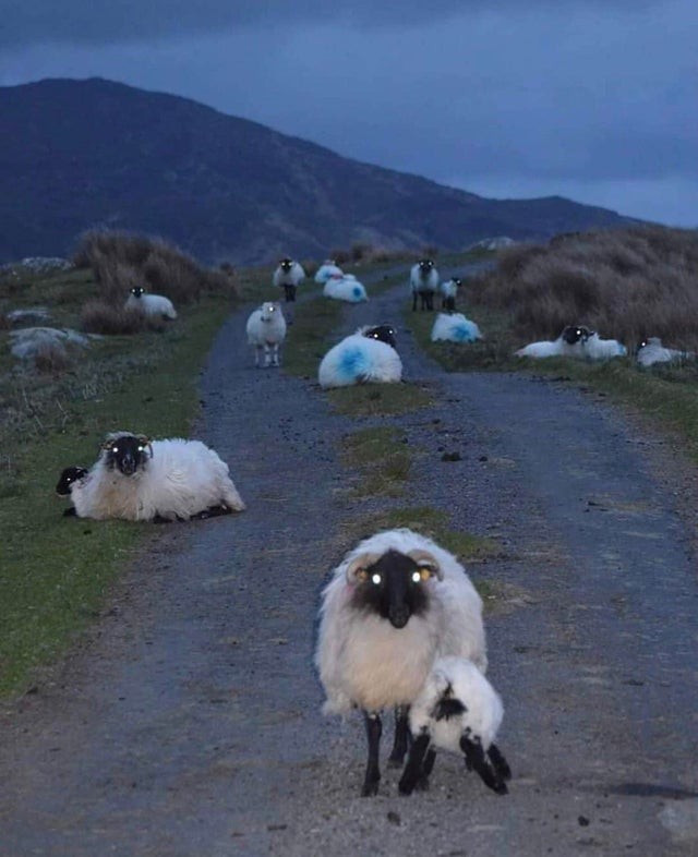 2. Juste d'inoffensifs moutons irlandais ?