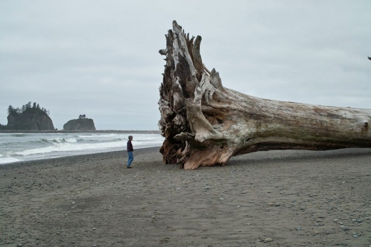 10. Ein umgestürzter Baum, der uns einen Eindruck davon vermittelt, wie groß selbst seine Basis ist.