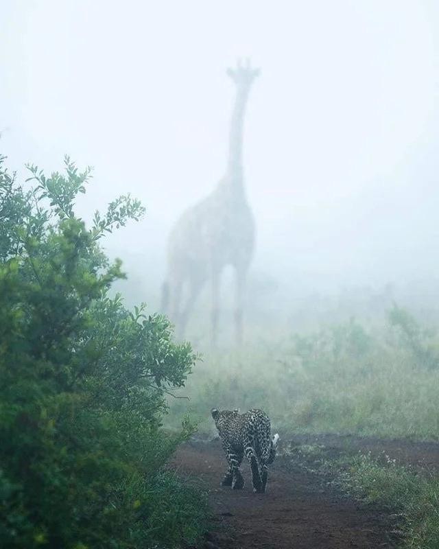 13. Nous savons que les girafes sont des animaux très grands, mais beaucoup de gens ne pensaient pas qu'elles pouvaient atteindre cette taille.