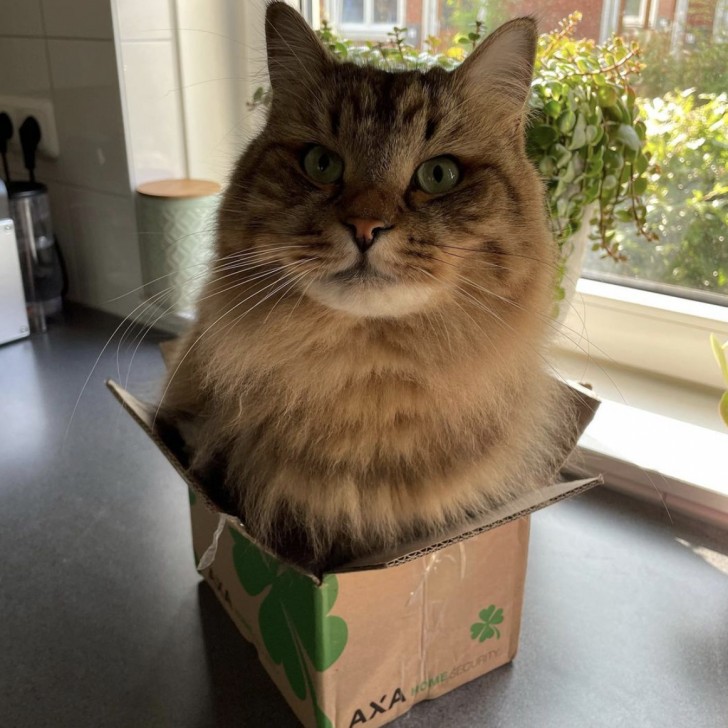 5. Les chats adorent les boîtes, peu importe qu'elles soient petites ou étroites.