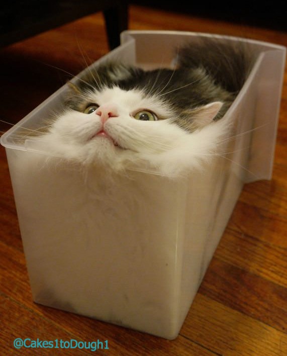 8. Auch in der rechteckigen Schublade: Kein Zweifel, Katzen haben eine flüssige Form.