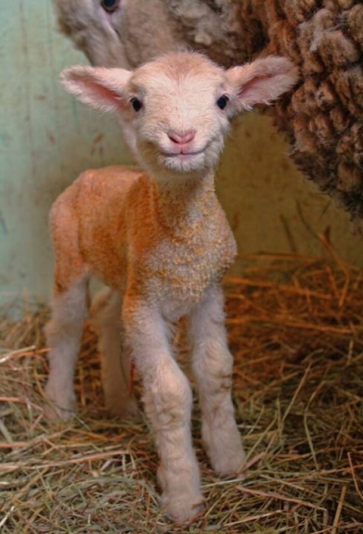 Un accueil chaleureux de la part de cet agneau nouveau-né