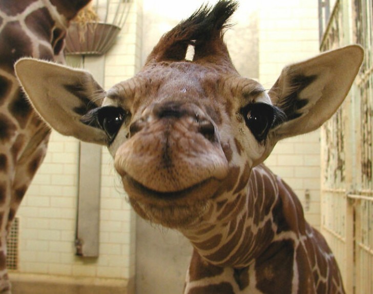 Eine neugeborene Giraffe