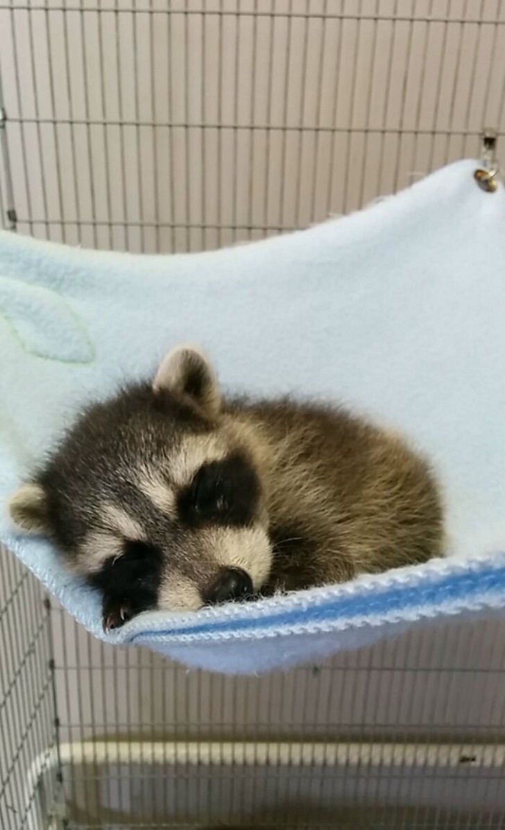 Aquí con ustedes un bebé mapache que duerme una siesta