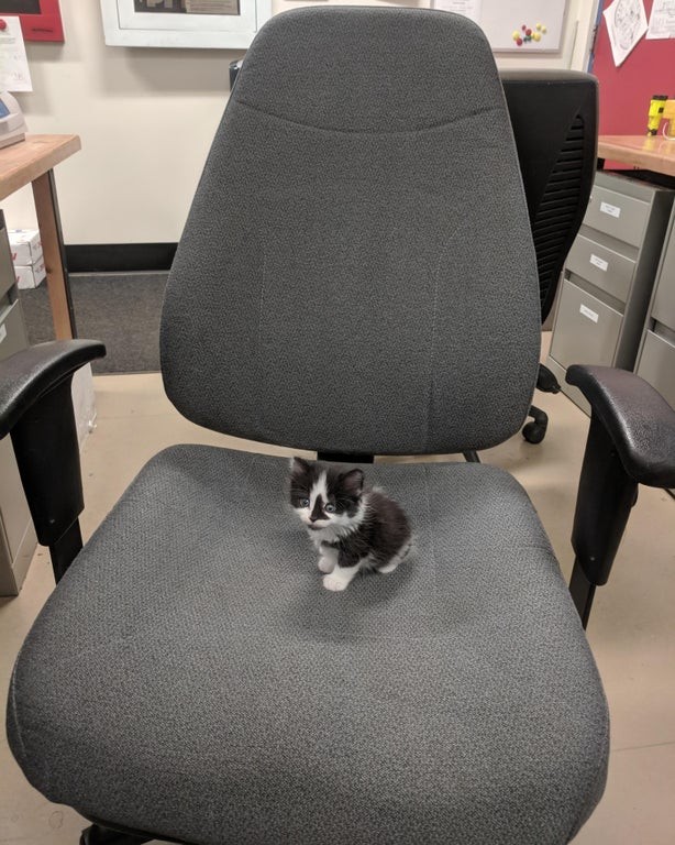 Ich habe eine kleine Freundin zur Arbeit mitgebracht.