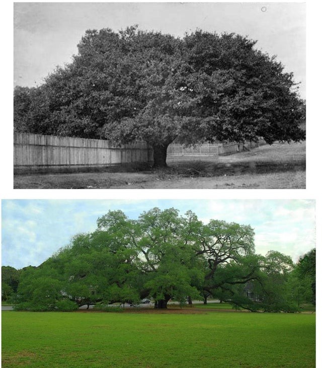 2. Kijk eens hoe deze boom veranderd is: de eerste foto komt uit 1895 en de tweede uit 2020.