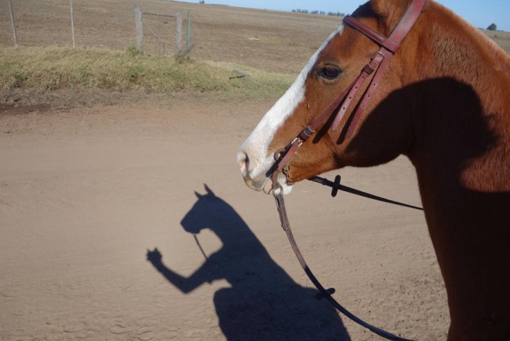 13. Il voulait prendre une simple photo de son cheval, mais la réalité a déçu ses attentes.