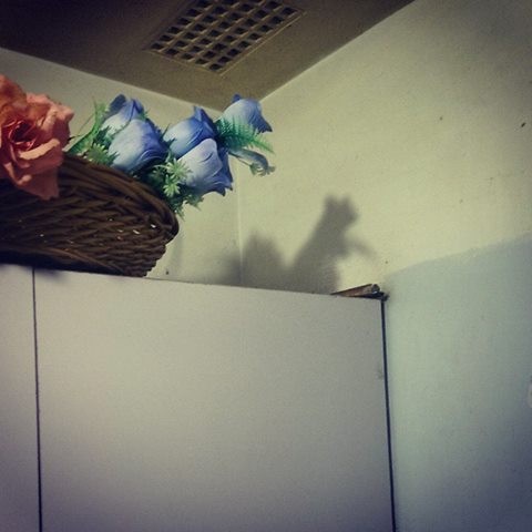 6. L'ombre d'un bouquet de fausses fleurs ressemble à un écureuil : il y a même une queue !
