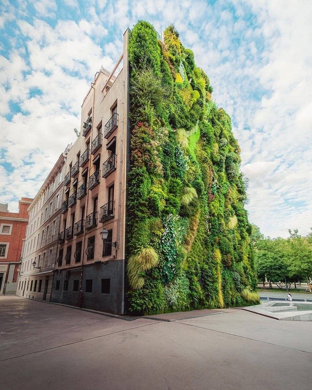 6. Un bellissimo albero verticale in Spagna, a Madrid.