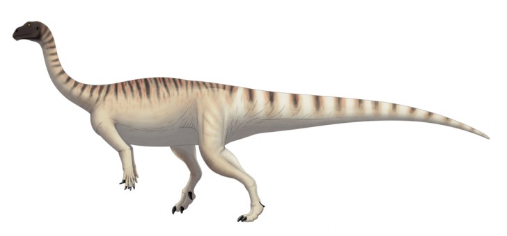 Sauropodomorph/Wikimedia