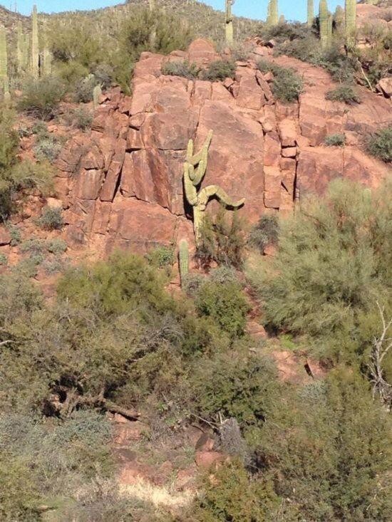 Un cactus che sta cercando disperatamente di fuggire