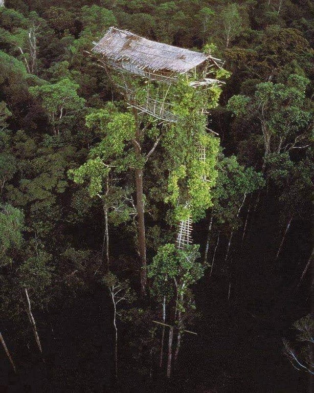 10. Une cabane dans un arbre abandonnée en Nouvelle-Guinée.