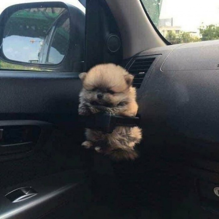 Je ne savais pas où mettre mon petit chien pour mieux le surveiller pendant que je conduisais, et...