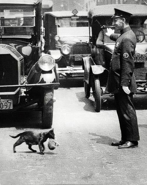 9. Ein Polizist hält den Verkehr an, um einer Katzenmutter mit ihrem Tier über die Straße zu helfen.