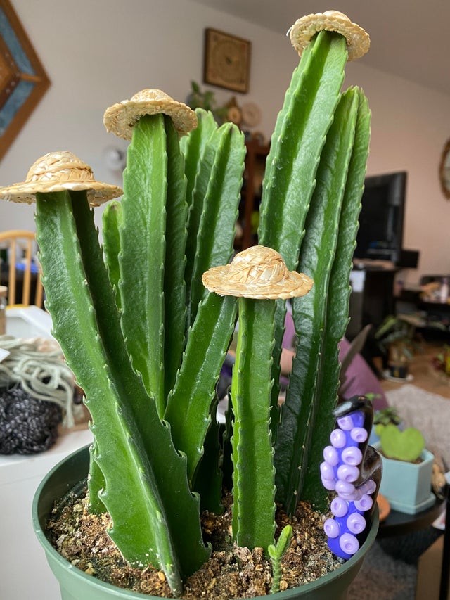 14. Perché non mettere dei cappellini in cima al piccolo cactus?