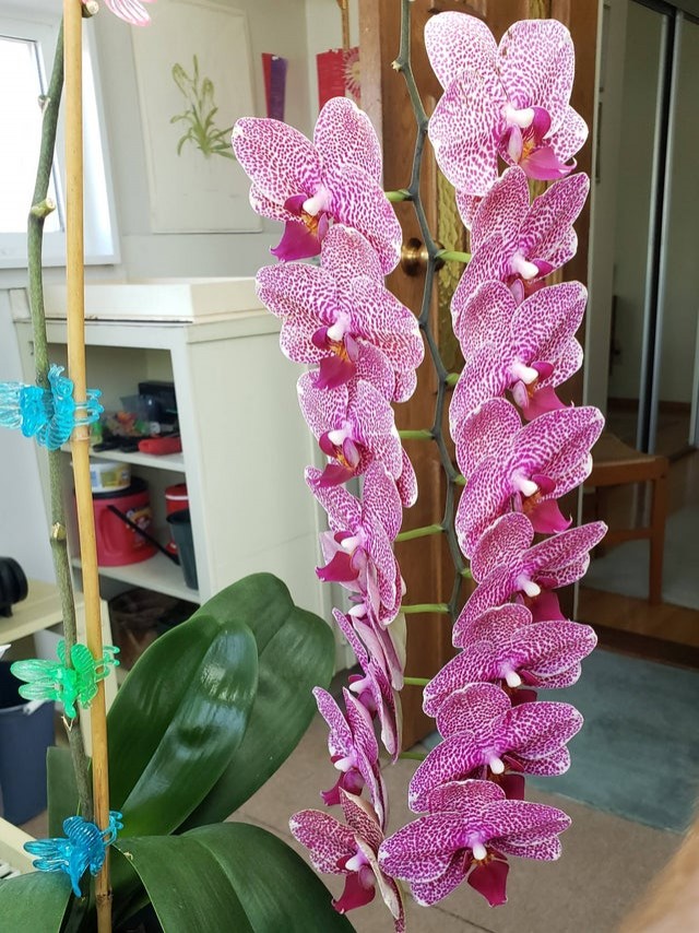 15. Un'orchidea dal bellissimo colore rosa screziato.