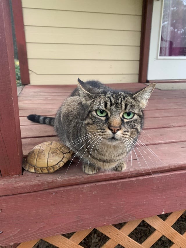 5. Il gatto dei vicini sta facendo amicizia con la piccola tartaruga. Lo sguardo dice tutto, no?