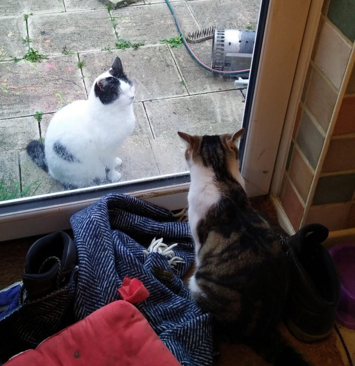 7. I due si stanno scrutando e il gatto del vicino sta chiedendo al padrone di casa il permesso per entrare.