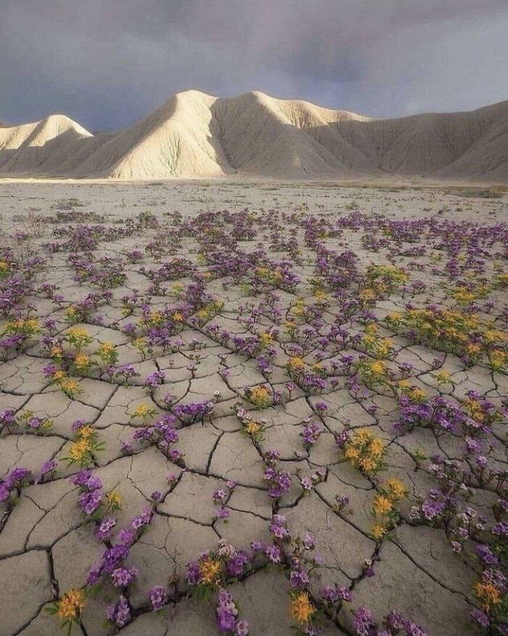 15. Splendidi fiori in mezzo a un arido deserto: anche di questo è capace Madre Natura...