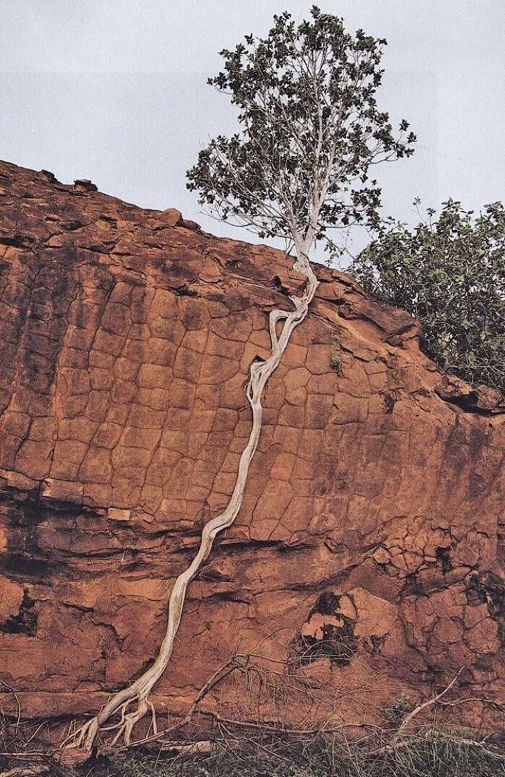 6. Un albero con una grandissima voglia di crescere e sopravvivere
