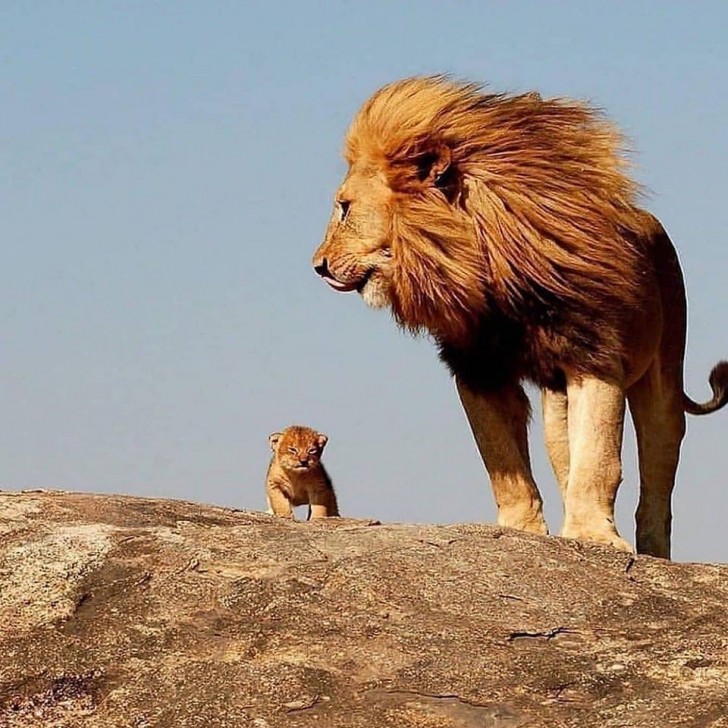 12. De majestueuze koning van het bos, de leeuwenvader en zijn kleintje die zijn eerste stapjes zet.