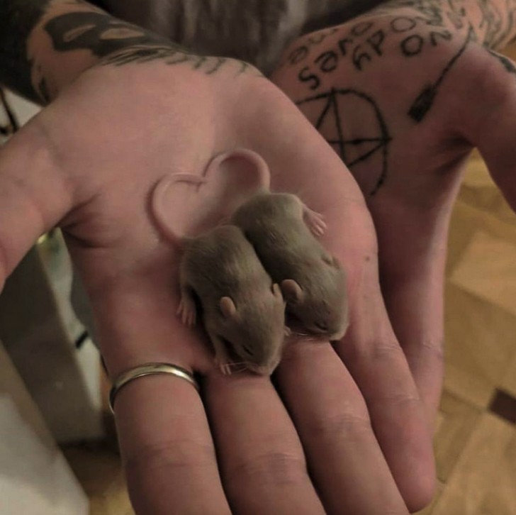 13. Li hai mai visti due topolini così piccoli? È praticamente impossibile esserne spaventati.
