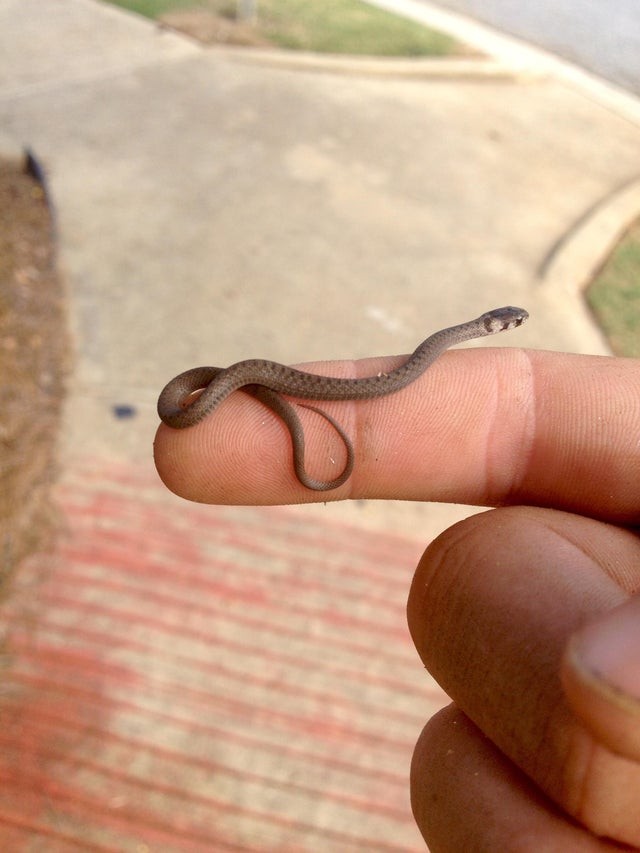 14. We zijn er zeker van dat dit de kleinste slang is die je ooit hebt gezien.